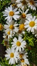 Leucanthemum Ãâ superbum